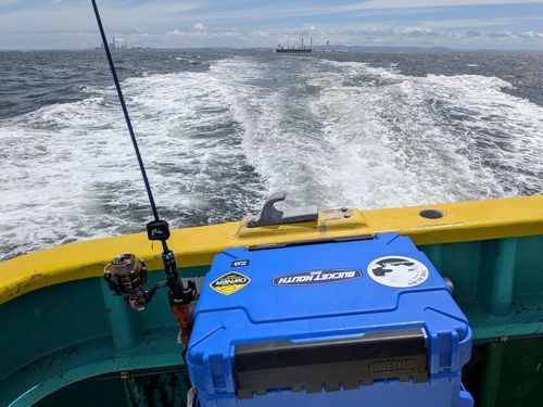 シロギスの釣果