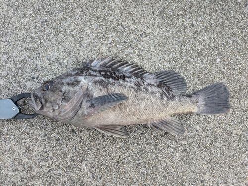クロソイ