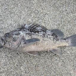 クロソイ