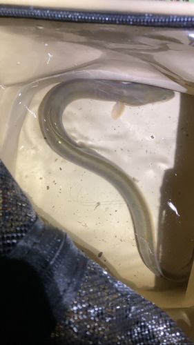 ウナギの釣果