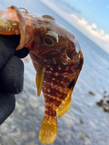 キジハタの釣果