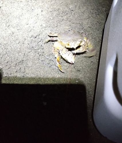 シロギスの釣果