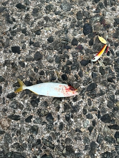 ツバスの釣果