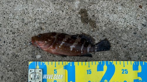 アコウの釣果