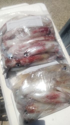 マルイカの釣果