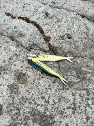 シイラの釣果