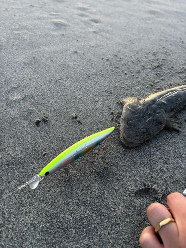 マゴチの釣果