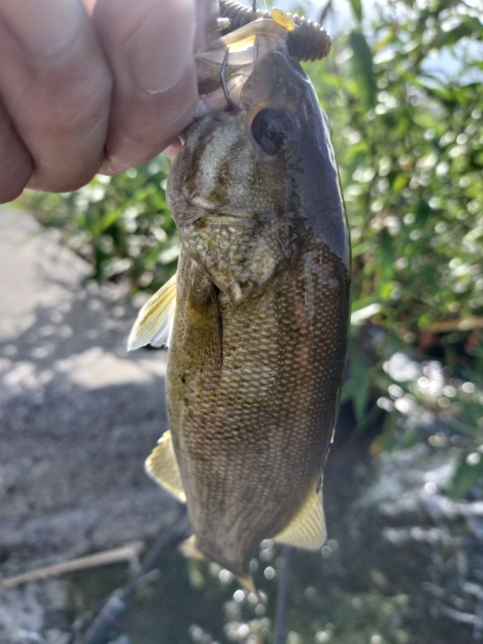 スモールマウスバス