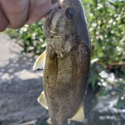 スモールマウスバス