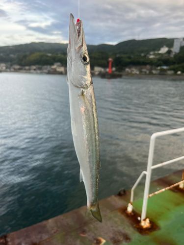 カマス