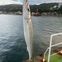 カマス