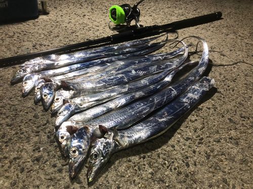タチウオの釣果