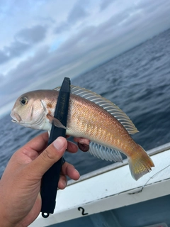 シロアマダイの釣果