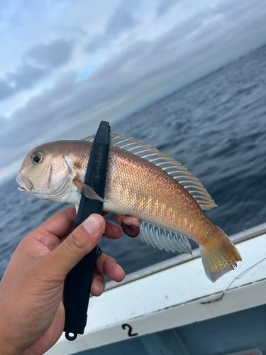 シロアマダイの釣果
