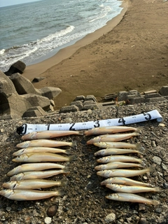 シロギスの釣果