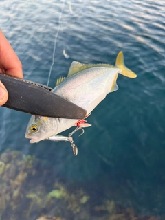 ワカシの釣果