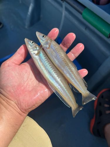 シロギスの釣果