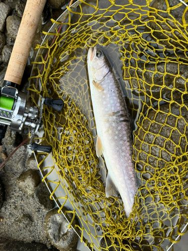 アメマスの釣果