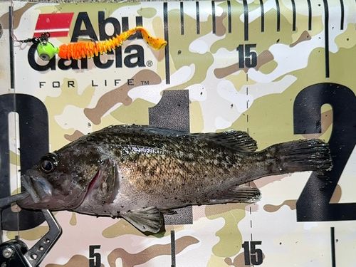 クロソイの釣果