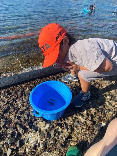 ネンブツダイの釣果