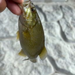 スモールマウスバス