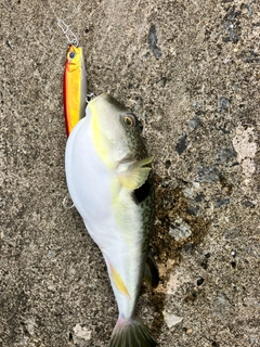 クサフグの釣果