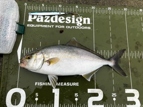 ショゴの釣果