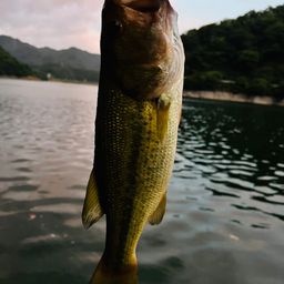 ブラックバス