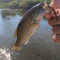 スモールマウスバス