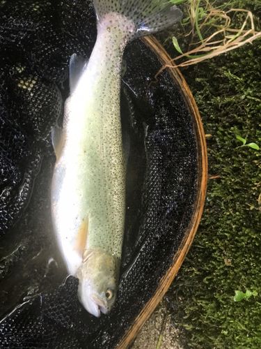 ニジマスの釣果