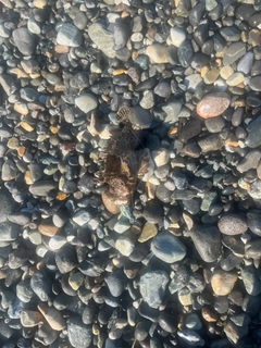 オニオコゼの釣果