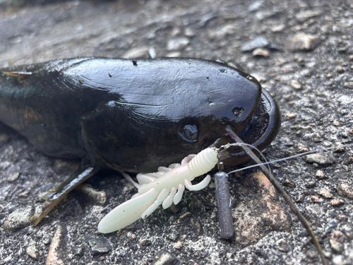 ナマズの釣果