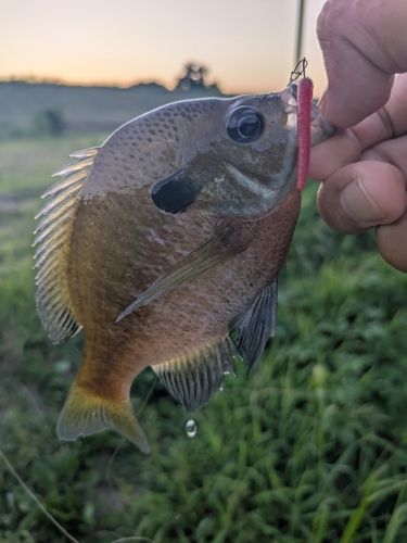 ブルーギルの釣果