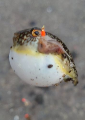 クサフグの釣果