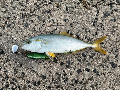 ヤズの釣果