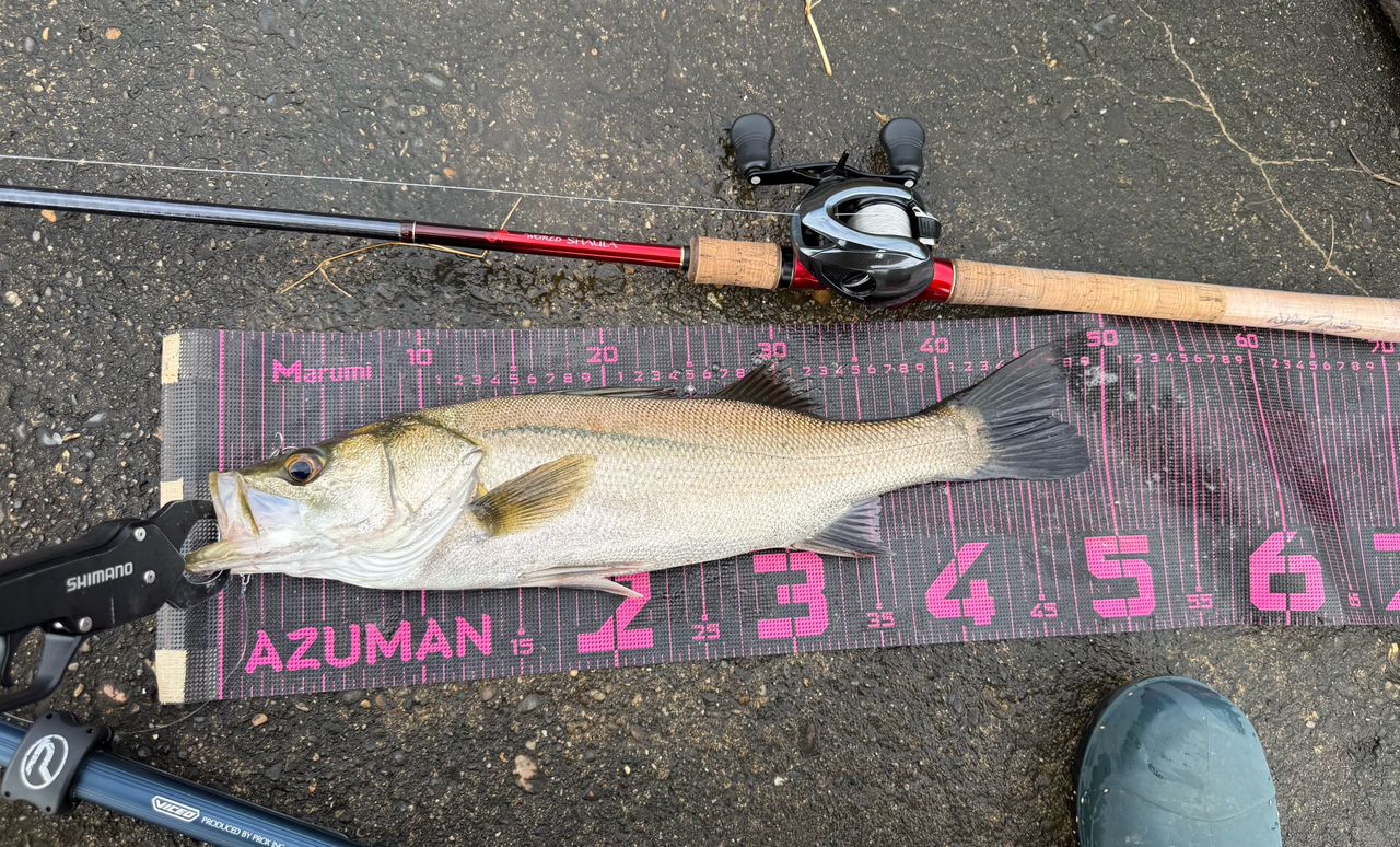 SHIMANO 18ワールドシャウラ 1832R-2の最安値・インプレ・釣果