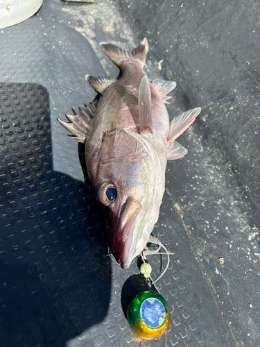 アラの釣果