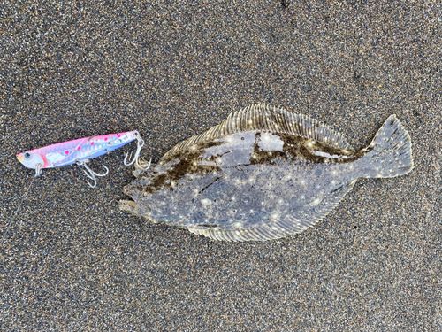 ソゲの釣果