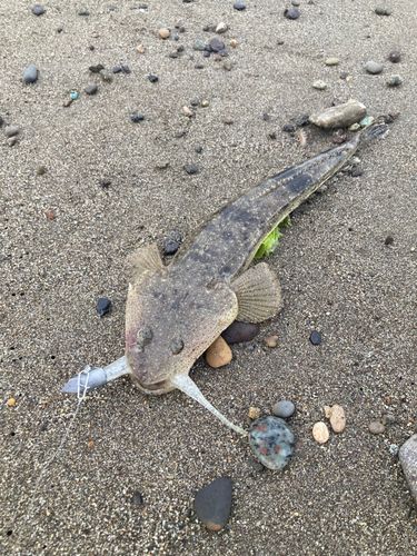 マゴチの釣果