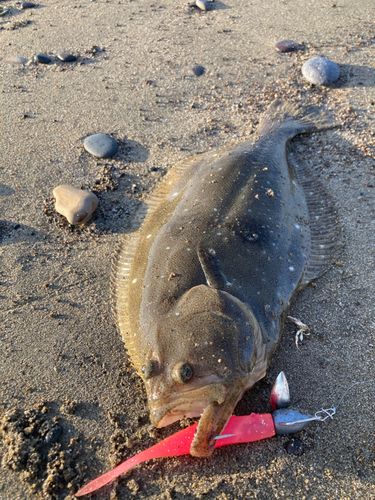 ソゲの釣果
