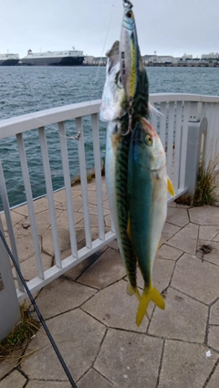 フクラギの釣果