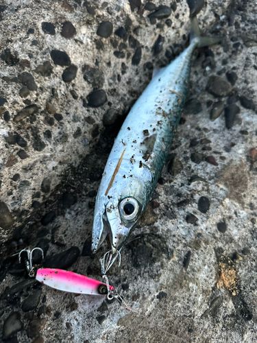 サバの釣果