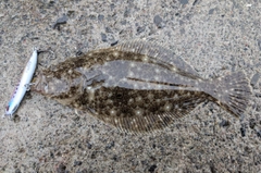 ソゲの釣果