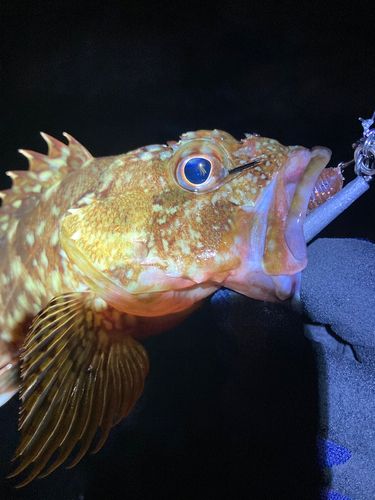 キジハタの釣果