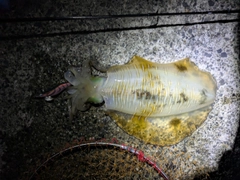 釣果