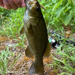 スモールマウスバス