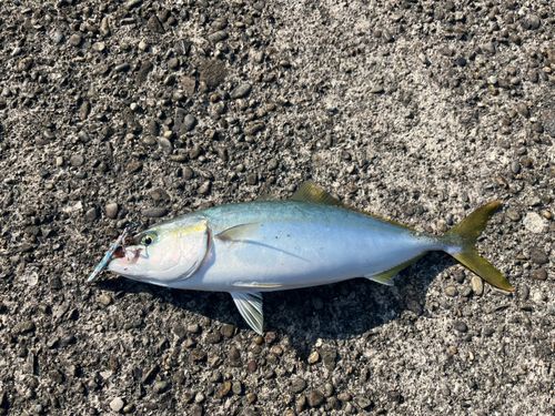 ツバスの釣果