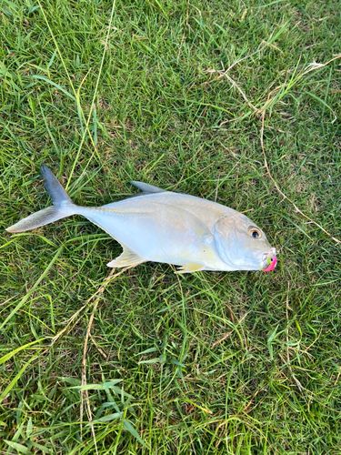 メッキの釣果