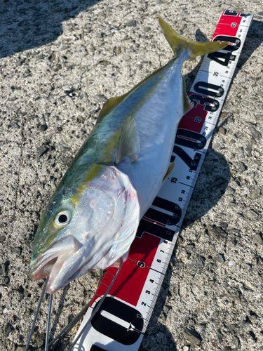 ハマチの釣果