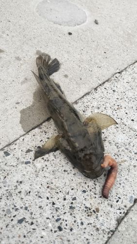 ウロハゼの釣果